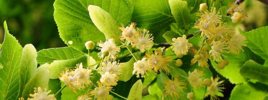 Baum Der Unsterblichkeit